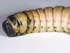 Unidentifed Caterpillar, Perhaps Sphingid