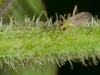 Unidentified Hemipteran, Possibly <em>Cyrtopeltis</em> sp.