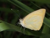 Great Southern White (<em>Ascia monuste virginia</em>)