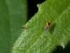 Unidentified Fruit Fly