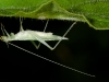 Narrow-winged Tree Cricket (<em>Oecanthus niveus</em>)
