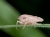 Unidentified Leafhopper