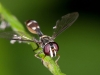 Unidentified Syrphid Fly