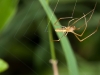 Unidentified Spider Building Web