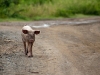 Pig on the Road