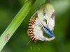 Ornate Moth Caterpillar