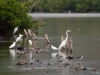 Birds on the Grand Case Salt Pond