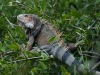 Green Iguana in Mangroves