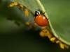 Ladybird Beetle and Aphids