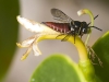 Wasp on Strange Flower