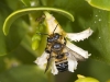 Bee on Strange Flower