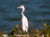 Cattle Egret at Great Salt Pond