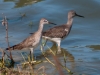 Greater and Lesser Yellowlegs at Great Salt Pond