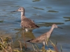 Greater and Lesser Yellowlegs at Great Salt Pond