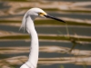 Snowy Egret at Great Salt Pond