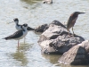 Black-necked Stilts and Green Heron
