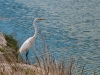 Great Egret on Great Salt Pond