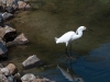 Snowy Egret on Fresh Pond