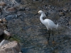 Snowy Egret on Fresh Pond