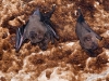 Bats at La Grotte de Puits de Terres Basses, Saint Martin
