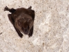 Jamaican Fruit-eating Bat (<em>Arbiteus jamaicensis</em>)