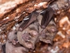Jamaican Fruit-eating Bat (<em>Arbiteus jamaicensis</em>)