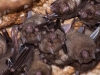 Antillean Cave Bats (<em>Brachyphylla cavernarum</em>)