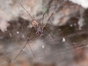 Spitting Spider, Probably <em>Scytodes longipes</em>