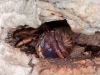 Hermit Crab in Hole in Cave Wall