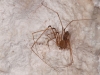 Spitting Spider, Probably <em>Scytodes longipes</em>