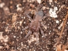 Spider on Cave Floor, Possibly Caponiidae