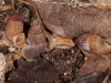 Snail Shells on Cave Floor