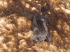 Bats in La Grotte du Puits