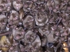 Bats in La Grotte du Puits
