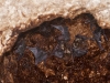 Antillean Fruit-eating Bat (<em>Brachyphylla cavernerum</em>) Maternity Colony