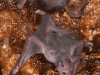 Antillean Fruit-eating Bat (<em>Brachyphylla cavernerum</em>) Juveniles and Adult in Maternity Colony