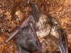 Antillean Fruit-eating Bat (<em>Brachyphylla cavernerum</em>) Juveniles and Adult in Maternity Colony