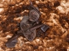 Jamaican Fruit-eating Bats (<em>Artibeus jamaicensis</em>)