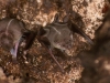 Greater Bulldog Bats (<em>Noctilio leporinus</em>)