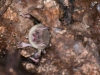 Greater Bulldog Bat (<em>Noctilio leporinus</em>)