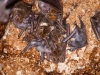 Antillean Fruit-eating Bat (<em>Brachyphylla cavernerum</em>) Juveniles and Adults in Maternity Colony