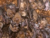 Antillean Fruit-eating Bat (<em>Brachyphylla cavernerum</em>) Juveniles and Adults in Maternity Colony