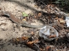 Ground Lizard (<em>Ameiva plei</em>)