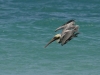 Brown Pelican Diving