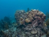 Snorkeling Guana Island, BVI