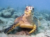 Hawksbill Turtle (<em>Eretmochelys imbricata</em>)