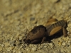 Mole Cricket (Gryllotalpidae)