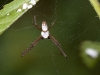 Argiope Orb Weaving Spider