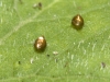 Unidentified Insect Eggs