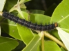 Mangrove Buckeye Caterpillar (<em>Junonia evarete</em>)